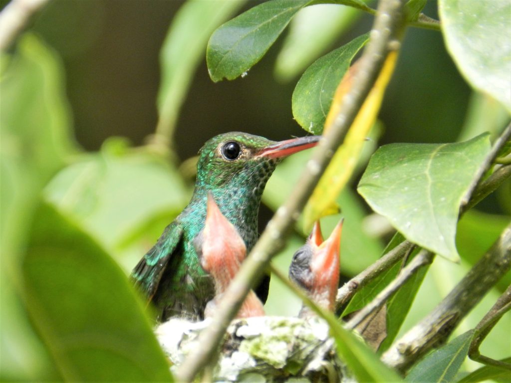 Belize Baby Hummingbirds