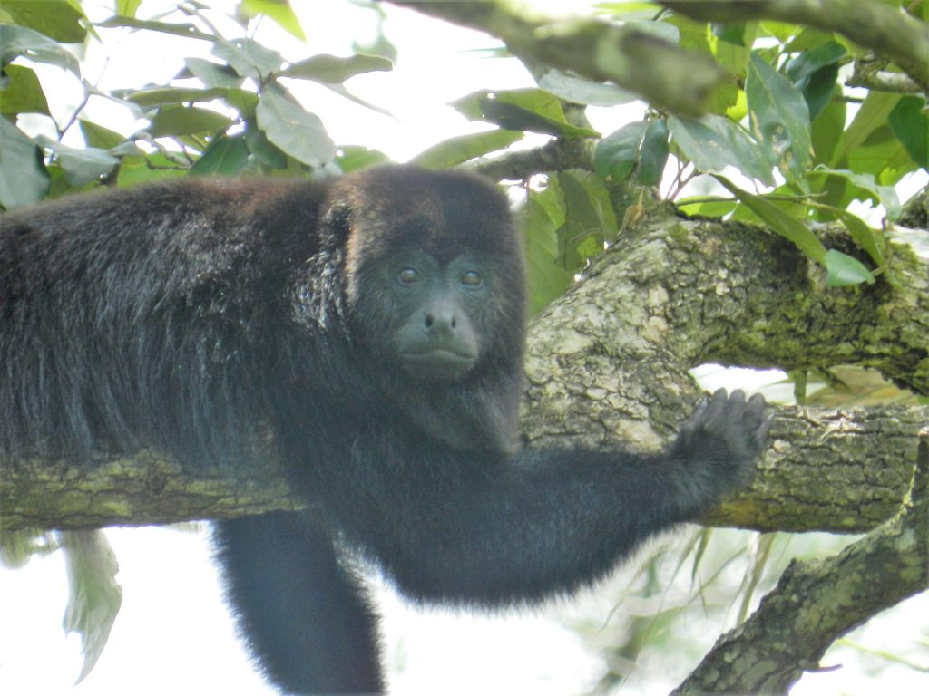 Belize Howler Monkey